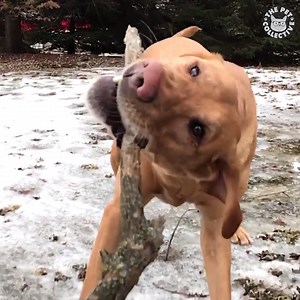 337K views · 4.8K reactions | A dog's favorite game: Tug of war  | The Pet Collective | Facebook