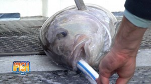 575 reactions · 17 shares | Some fish are just too good to catch once! If you're planning on releasing a large fish, it's important to look after them while they're on the deck. PW gives a few quick tips on how to care for your catch. Check it out. | BCF - Boating, Camping, Fishing | Facebook