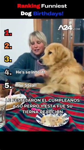 Ranking Funniest Dog Birthdays! #dogshorts #funny #youtubeshorts #cute #cutedogs