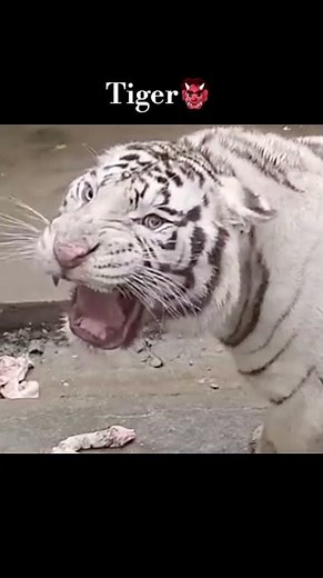 Sounds of Bigcats💀 cheetah| Lion | Tiger #sound