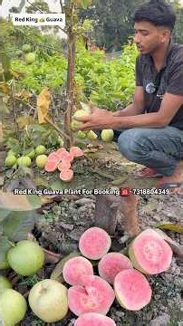 Red King 👑 Guava Plant Available 7318804349… #redkingguava #farming #fruit