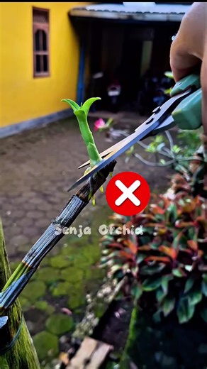 Begini cara mudah merawat keiki anggrek agar lebih cepat tumbuh🤩 #perawatananggrek #keiki #gardening