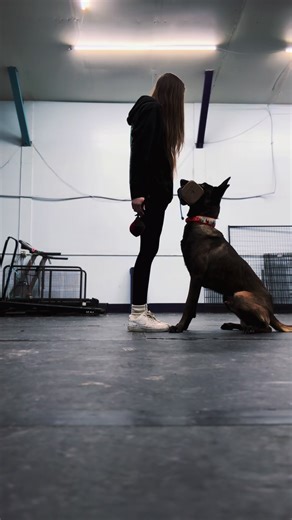 Training Tips for Belgian Malinois