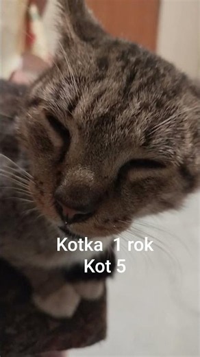 Młoda kotka pełna energii vs kot, który ciągle śpi 😹 #koty #śmiesznekoty #kotka #catlover #funnycats