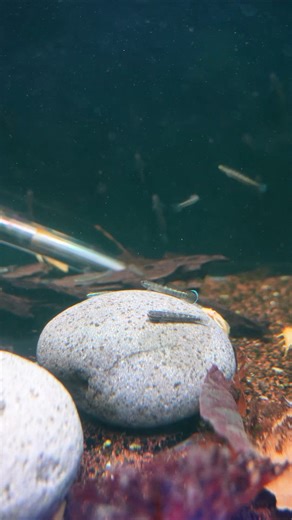 8.4K views · 37 reactions | How cool is this: The Blue Neon Goby! Their shimmering colours look magical under the light ✨ https://www.natureaquariums.com.au/products/blue-neon-goby?_pos=4&_sid=59b6c2dc1&_ss=r #goby #aquariumfish #aquascaping #aquarium #fishkeeping | Nature Pets & Aquariums | Facebook