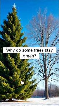 Why Do Some Trees Stay Green All Winter? | RapidSmartFacts