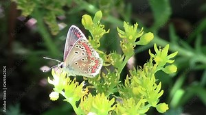 a small bright butterfly on a yellow plant with a striped mustache and pearlescent wings shimmering in the sun, and a pattern of red specks and black and white circles. Close-up.