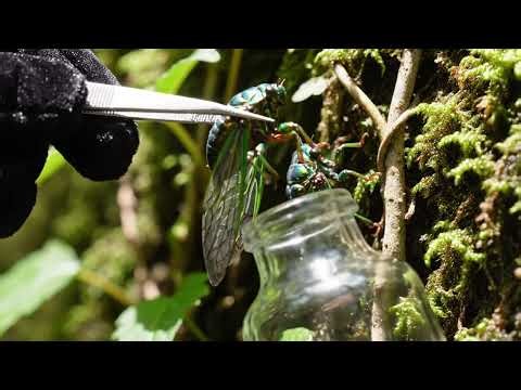 Colourful Insects 18