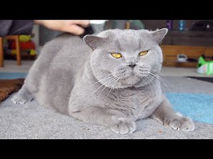 Brushing The Softest Cat ASMR