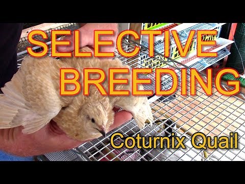 SELECTIVELY BREEDING COTURNIX QUAIL - How I select breeders for my quail breeding program.