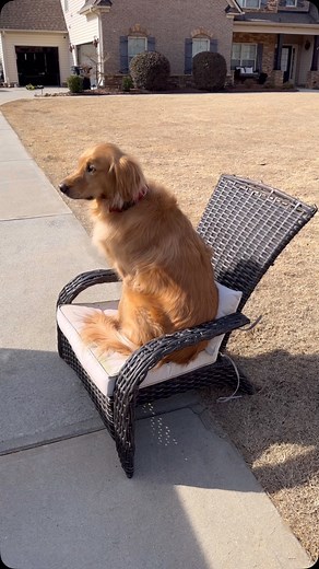 AGuyandAGolden on Instagram: "The business man of the century 😂 #dog #goldenretriever"