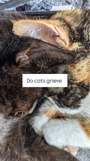 Among the things I did not expect when we started our button journey, was that Elsie would be able to express grief. Today is National Black Cat day and so I'm thinking about our little void a lot. Before Helix died, she rarely used his button. But afterwards she would talk about him. Sometimes things like this, and sometimes things where she would specifically say that she was sad. We had him put to sleep at home, and let her smell his body after he was gone. By her body language, she seemed fi