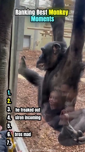 Ranking Best Monkey Moments😭