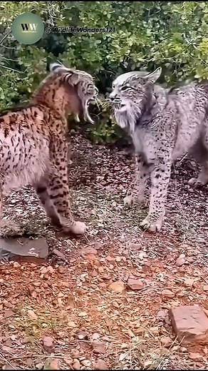 Lynx vs Lynx – Intense Wild Showdown Caught on Camera