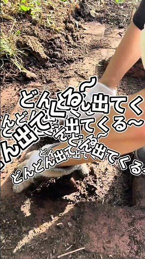 このレンガ全部無料でゲット😳🔥 #diy #セルフリノベーション #庭づくり