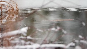 Snowy open water surface of icy frozen winter pond, B-roll cut away