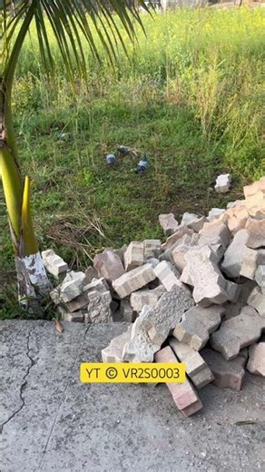 Early morning scene, nature at it best #lifeinmountains #smalltownlife #soothingshorts #birds