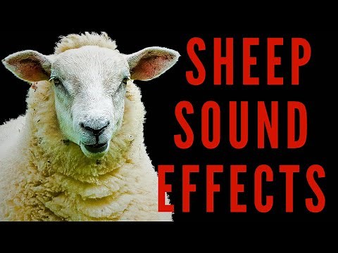 Sheep Sound Effects Listen To The Different Sounds Sheep Make | maktub_ytv