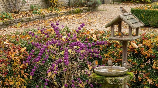 Rouges-gorges et moineaux désertent vos jardins : cet arbuste violet qu'Alan Titchmarsh conseille peut tout changer