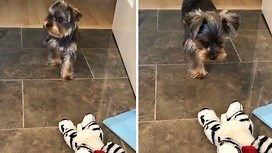 101K views · 3K reactions | Check out this incredible Yorkie and his swift moves on a stuffed animal! The suspense is intense as it leads up to an amazing pounce! Hilarious! | Rumble | Facebook