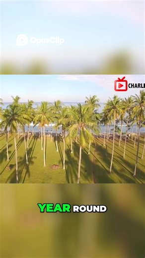 Coconut Farming: Profitable Investment and Higher Prices Watch the full episode on the Chartered Farmer YouTube channel. #fbreels2025ツ #foryouシ #coconut #coconutfarming #coconutwater #ProfitableBusiness #ProfitableFarming #farming #agriculture #youthinagriculture | Youth In Agriculture