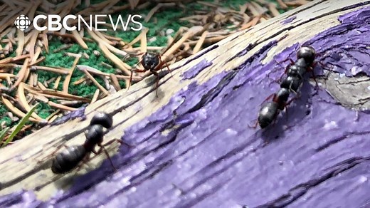 Here's why flying ants are more noticeable at this time of year