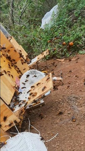 Giant Hornet Nest Raised by Farmer on a Mountain – Up-Close Look! 👀