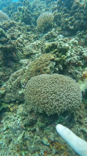 6.6K views · 53 reactions | Nature has some incredible things 﫧 ➡️ Acropora millepora is a branching coral found in the Indo-Pacific, vital for reef ecosystems. It reproduces sexually through spawning and asexually by fragmentation. Threatened by climate change and ocean acidification, its conservation involves marine protected areas and restoration efforts. | Nature View | Facebook