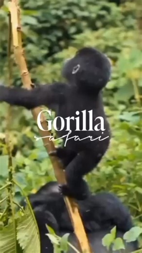 31 reactions | The ultimate gorilla safari experience in Uganda #exploreuganda #luxurysafaris #luxurytravel #gentlegiantssafaris #gorillasafari #wildlife | Gentle Giants Safaris - DMC | Facebook