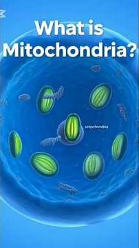 Mitochondria – The Powerhouse of the Cell | Structure & Functions