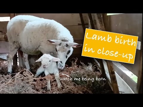 Lamb birth in close-up 🐑😍