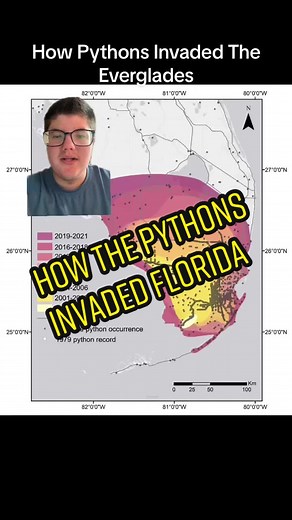 Part 2! #greenscreen #greenscreenvideo #everglades #education #wildlife #environment #environmental #species #invasive #invasivespecies #florida #pythons #burnesepython #pythoninvasion #conservation #environmentalprotection #biology #science #snakes #hurricaneandrew