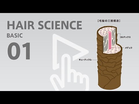 毛髪理論01『毛髪の仕組み』
