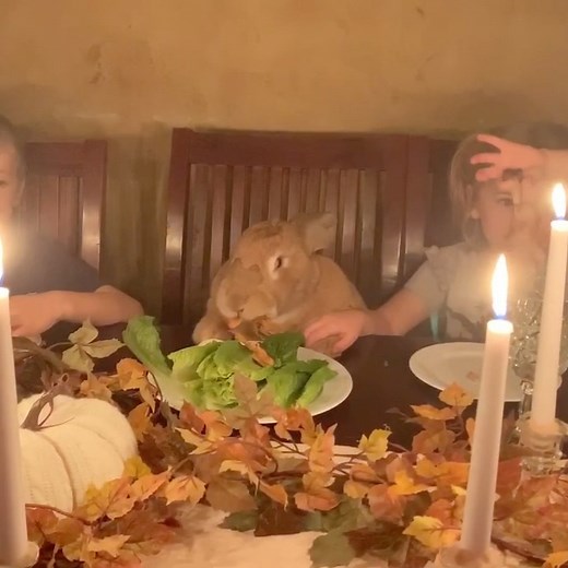 Cocoa Puff the Giant Rabbit on Instagram: "Happy Thanksgiving! Tag all the people you wish you could spend Thanksgiving with this year. ⁣ ⁣⁣⁣ —————————— 𝗮𝗯𝗼𝘂𝘁 ——————————⁣⁣⁣⁣⁣ Cocoa Puff was our a 3 year old Continental Giant rabbit and that weighed 18.5 lbs. He was litter box trained and lived in our home cage free.⁣⁣⁣ ⁣⁣⁣ ————————— 𝗱𝗶𝘀𝗰𝗹𝗮𝗶𝗺𝗲𝗿 —————————⁣⁣⁣ Please be aware that I am not a rabbit expert and you should always do your own research and consult your vet regarding your r