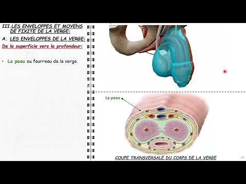 ANATOMIE FMPM LA VERGE