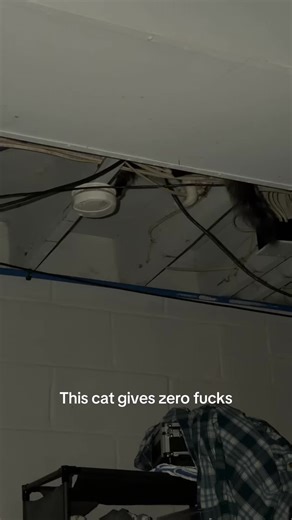 #catsoftiktok #catthings #kitten