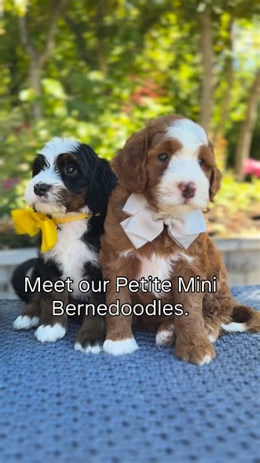 Petite Mini Bernedoodles: the perfect in between size 20–35 lbs… a really practical size for daily routines. #bernedoodle #minibernedoodle #doodlelife #familydog #lowsheddingdogs | Rocky Road Doodles