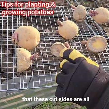 Tips for planting & growing potatoes successfully / How to Plant Potatoes for Maximum Yield