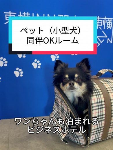 東横INNで犬と泊まれる16店舗｜ペット用アメニティと特典情報