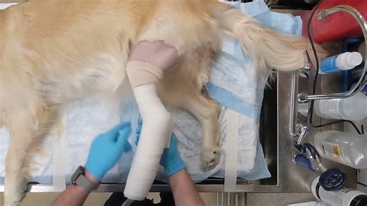 How to make a fiberglass cast for a dog! #PetCareEssentials #vettechlife #pethealth #petbandages #veterinarycare #vetlife #PetCareEssentials #vetlove #veterinarymedicine #pethealthwellness #rvt #petlovers #vettechproblems #veterinarytechnician #veterinary #vetmedhumor #petproducts #PetCare #vetmedlife #petwellness #vetmed #petbandage #petcareservices #vetlifestyle #vetmedcommunity #vettechstudent #vetassistant #dogbandage #vettechweek #petcarepros | Brian's Bandages