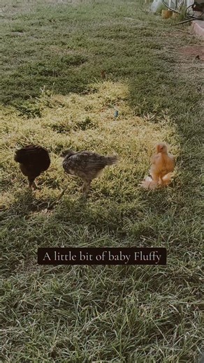 He was such a silly little chickie 😆 . . . . . #backyardchickens #chickensofig #chickenlover #chickenkeeping #chickencoop #chickensofinstagram #farmanimals #explorepage #funny #rooster | The Cooper Coop