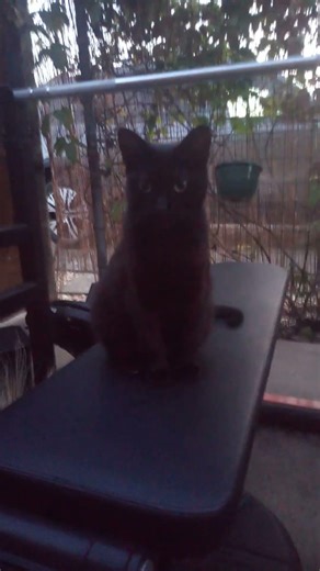 You aren't allowed to exercise today, human. #cat #pudding #void