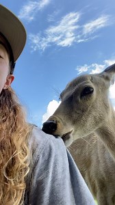 More of Princess’ absolute UNHINGED behavior. Emmanuel and I are worried, should we call the authorities? #emmanueltheemu #princessthedeer #weirdanimals | Knuckle Bump Farms