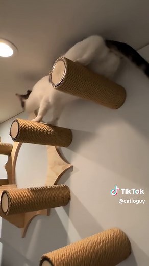 Transformed Bedroom and Bathroom for Feline Haven | Catification Ideas