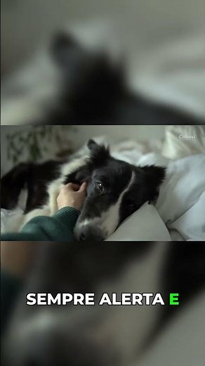 Border Collie: One of the easiest dogs in the world to train!