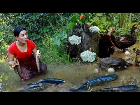 Top solo in forest/ Catch and cook fish of survival- Boiled turtle soup with baby egg for dinner