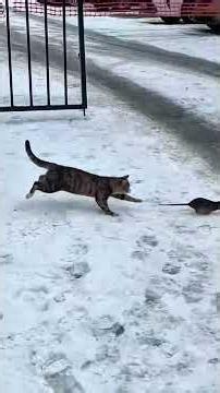 funny cat videos#shorts #cats #cutecats #funnycats #catsoftiktok #meow #petlovers #viralshorts