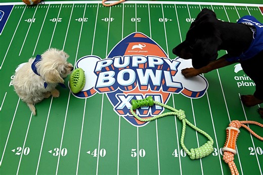 How to watch Puppy Bowl 2026: Start time, TV channel and streaming info