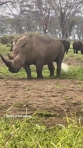 Short comments only 😂😂. Female Rhino peeing | Smily Prime Safaris