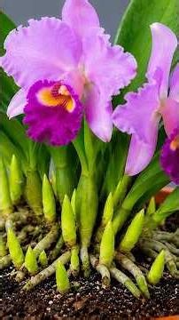 Just One Simple Trick! Propagate Cattleya Orchids Easily & Get Flowers All Year Round! #orchid